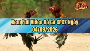 Xem Full Video Đá Gà CPC7 Ngày 4/9/2026 Trên Vua Gà AZ